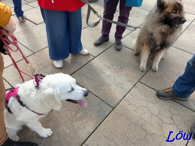 2.11.2025 - Dwix ist skeptisch